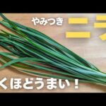 ✦ニラ簡単レシピ✦混ぜて焼くだけで驚くほどうまい！手軽に出来て嬉しい♪