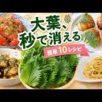 【大葉レシピ10選】余った大葉が一瞬でなくなる！ご飯が進む簡単おかず・おつまみ・大量消費